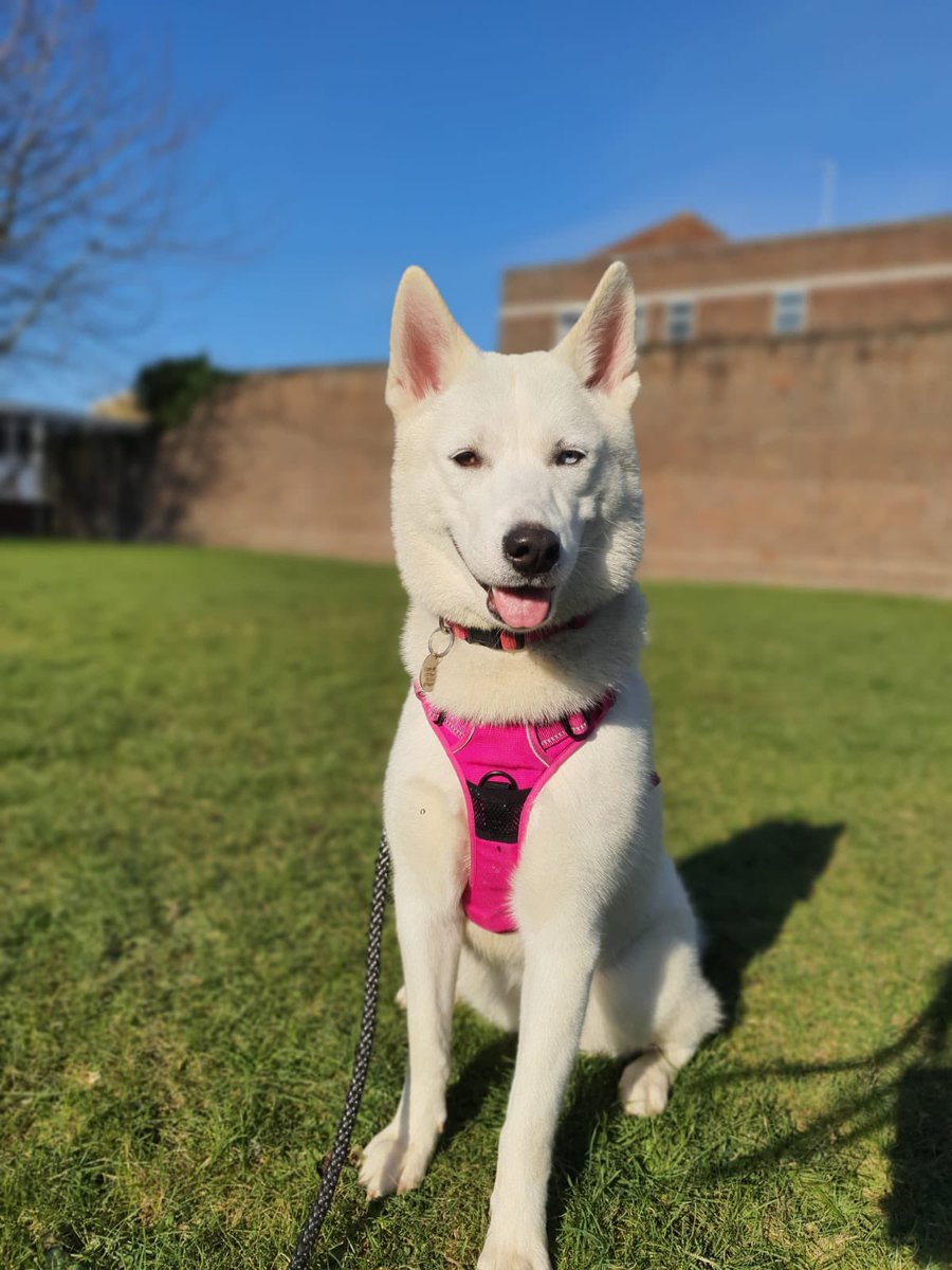 oddeyepup's tweet photo. Yay!!! Got to go see my friends at nursery today as mum in the office !! I love Parker’s Pets!!! https://t.co/OvbblrG6SW