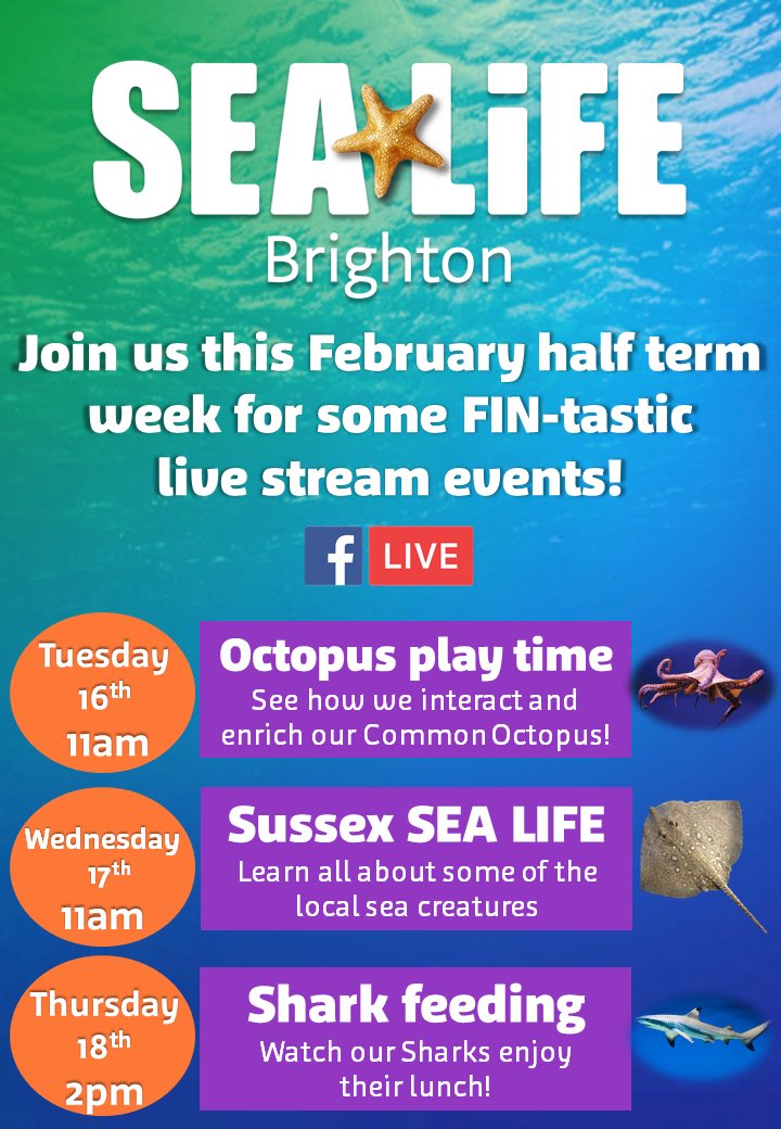 SEA LIFE Brighton (@sealifebrighton) on Twitter photo Join us this coming half term week on our <a href="/SEALIFEBrighton/">SEA LIFE Brighton</a> Facebook page for some LIVE lockdown treats! 🍴🐙🐢🦈 #sealife #sealifebrighton #halftermfun #livefeeds #livestreams #sharkfeeding Join us this coming half term week on our <a href="/SEALIFEBrighton/">SEA LIFE Brighton</a> Facebook page for some LIVE lockdown treats! 🍴🐙🐢🦈 #sealife #sealifebrighton #halftermfun #livefeeds #livestreams #sharkfeeding