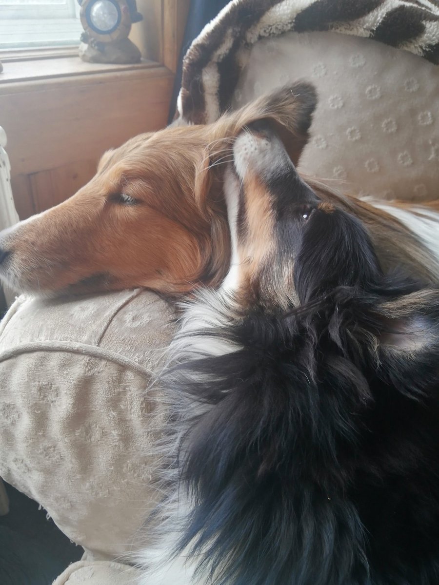 Shanel on the couch resting her head on the side, little sister Sweda, a darker sheltie, appears to be whispering in her ear