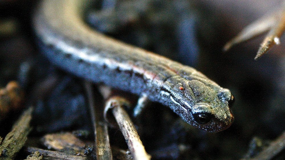 All this month we are sharing stories of #resilience. Our Genius of Biome research with <a href="/Biomimicry38/">Biomimicry 3.8</a> explores design lessons from nature as it adapts to one of the world's most diverse and threatened ecosystems: California. hok.com/ideas/research…