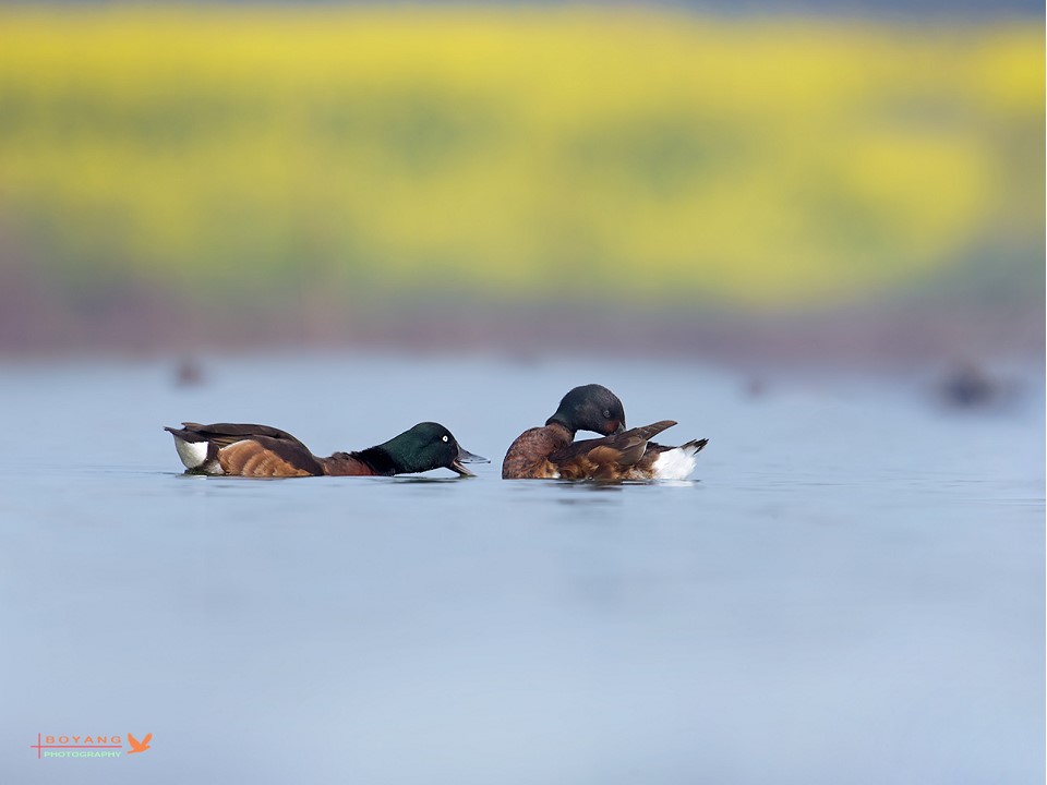 Baers_TaskForce's tweet photo. Wonderful news for the conservation of Baer's Pochard in China as it has now been afforded national Class I status, giving significant new levels of protection to it and, importantly, its wetland habitats. https://t.co/XIGGerFXdm