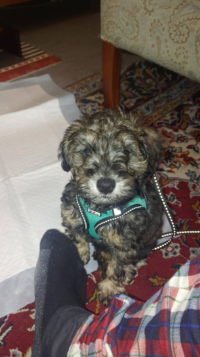 El_Rey_D3's tweet photo. My puppy, Tango has finally arrived at my house on Wednesday, February 10.

I couldn't be more happy then I already am, this is a blessing and the most amazing thing to have ever arrive at our house.

I love you so much and will promise to take great care of you! https://t.co/elBTC4ILeU