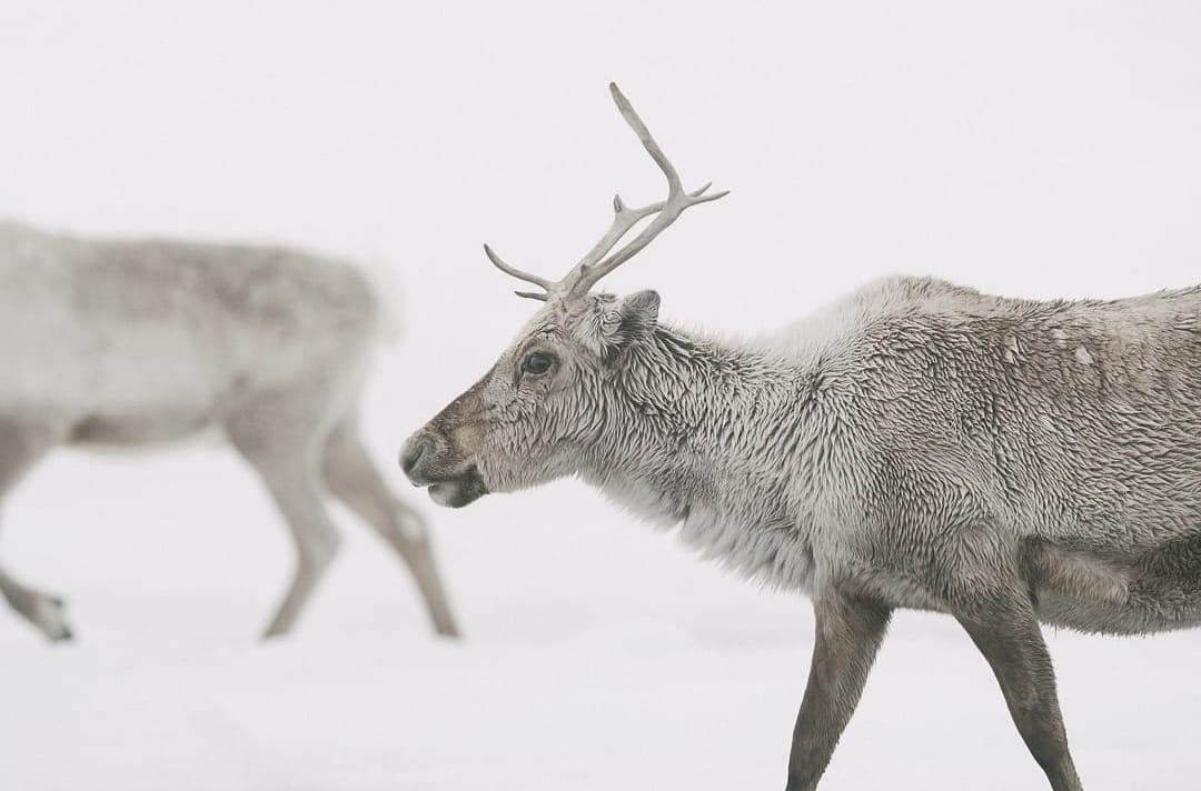 SciLynk's tweet image. The Teshekpuk lake in Alaska. Caribou are the only deer in which male and females both have antlers.
📷 @kiliiiyuyan
#SciLynk
#curiously_exploring_science
#science #biology #wildlife #wildlifephotography #photography #photographer #nature #wild #India #photooftheday #cold #alaska
