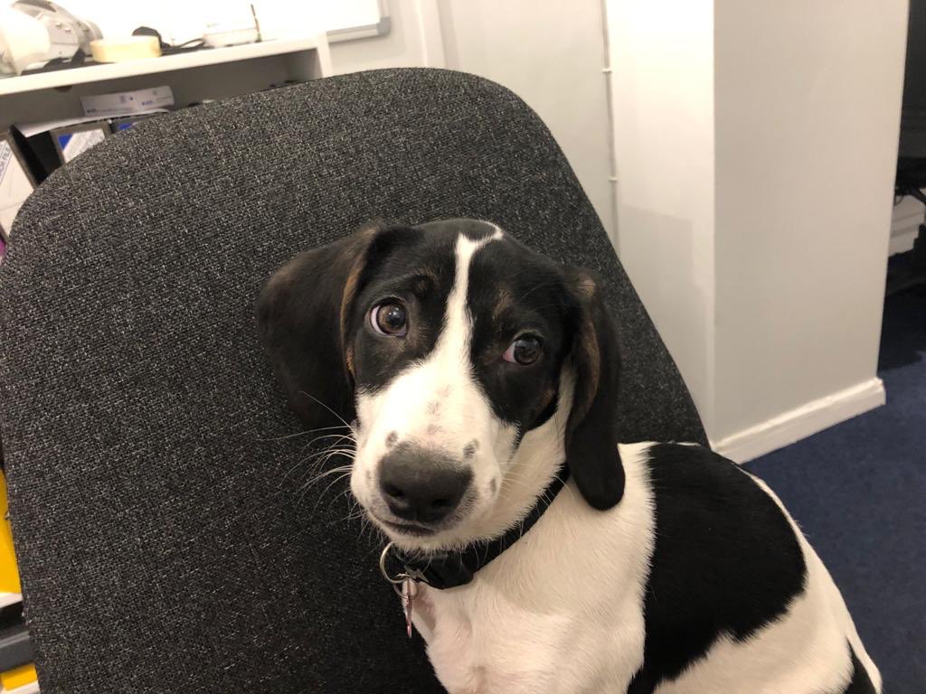 DebbieVowles's tweet photo. What has our newest @BradleyandCoBS8 team member been up to? What do you think?
#iamnotguilty #dogsoftwitter #beaglepointer https://t.co/EW74AXIMeD