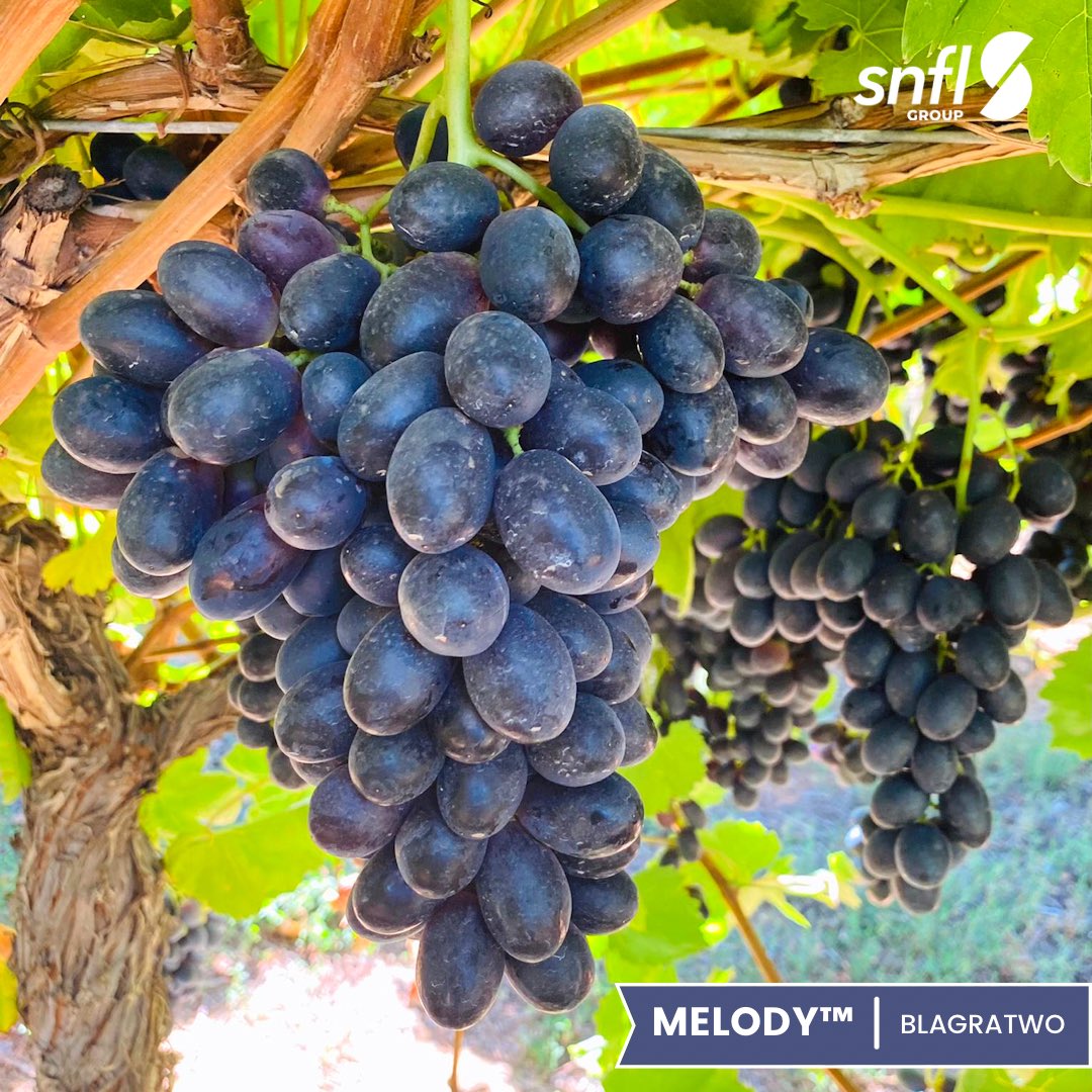 Harmonize your tongue palate with a bite of the irresistible Melody ™ (BLAGRATWO), the Queen of black seedless grapes. 

 Now in season in Australia 🇦🇺 

#Sheehan #SNFL #Grapes #Uvas #TableGapes #BlackSeedless