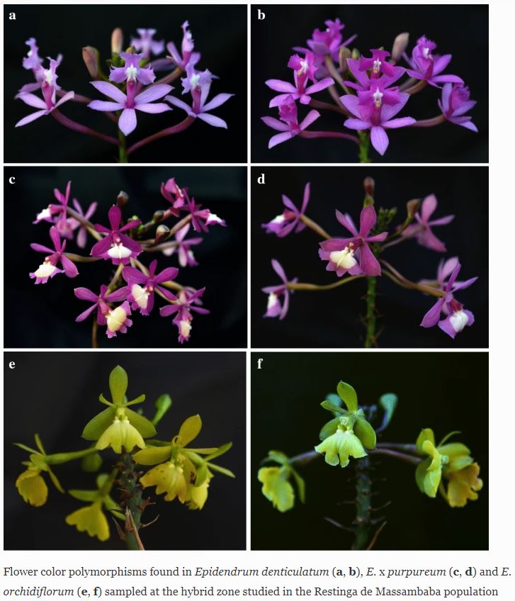 SpringerPlants's tweet photo. Hybrids usually have lower fitness, right? Not always! In tropical #Epidendrumorchids, #hybrids are just as good as the parent species at attracting #insectpollinators. 🏵️https://t.co/LBGG0vibQQ🏵️ Cover pic:Giovanni Scopece #SNEVEC #SpringerNature #EvolutionaryEcology @evoecology https://t.co/DJJZhsTYDO