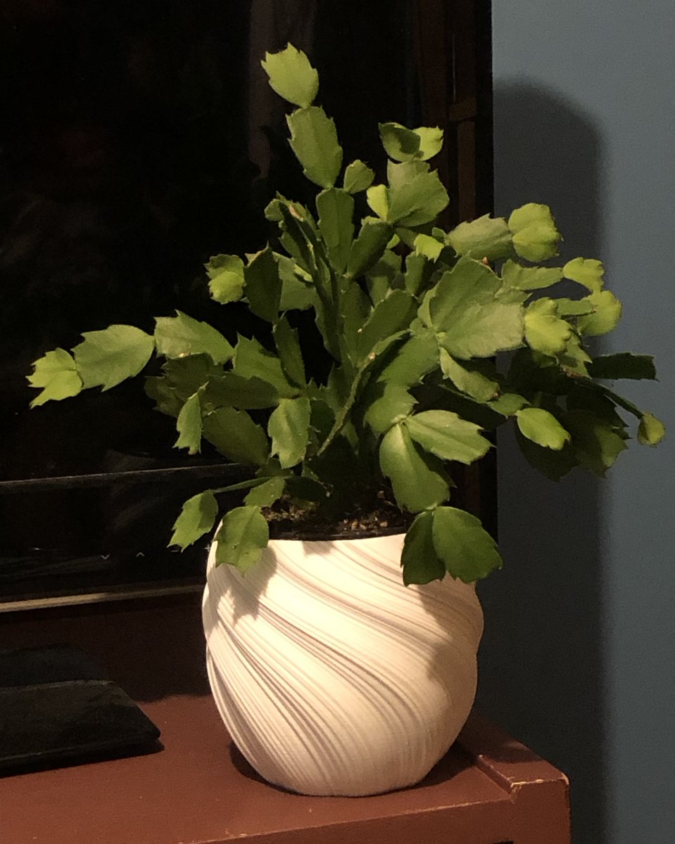 HCSS_Comp_Sci's tweet image. Another impressive student project hot off the printer - and put right to practical use! Looks great - love the design! @HolyCrossPTBO @HCptbh @HC_Construction @PVNCLearnTech @pvncit #3Dprinting