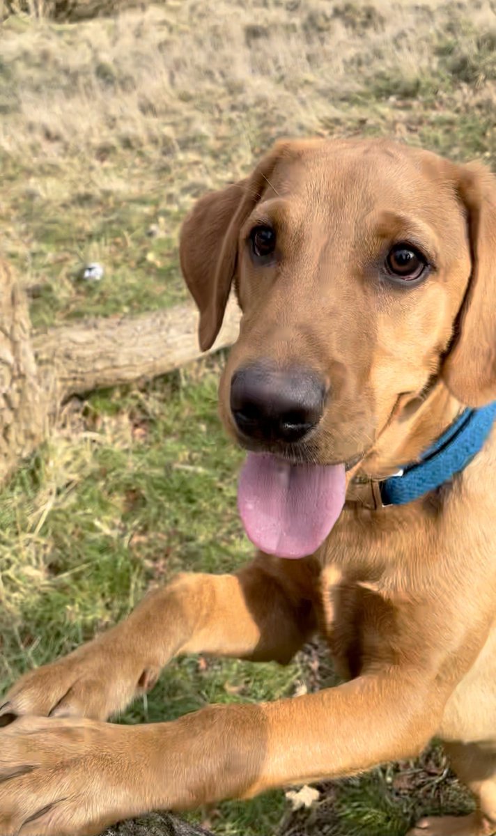 DexterFRL's tweet photo. That Friday Feeling. Hope you all have a funday Friday my furends 🥰😜 

#fridayvibes #fridayfeeling #funday #fridaymood #foxredlab #foxredlabrador #friday #dogs https://t.co/aLrGDH8gR3