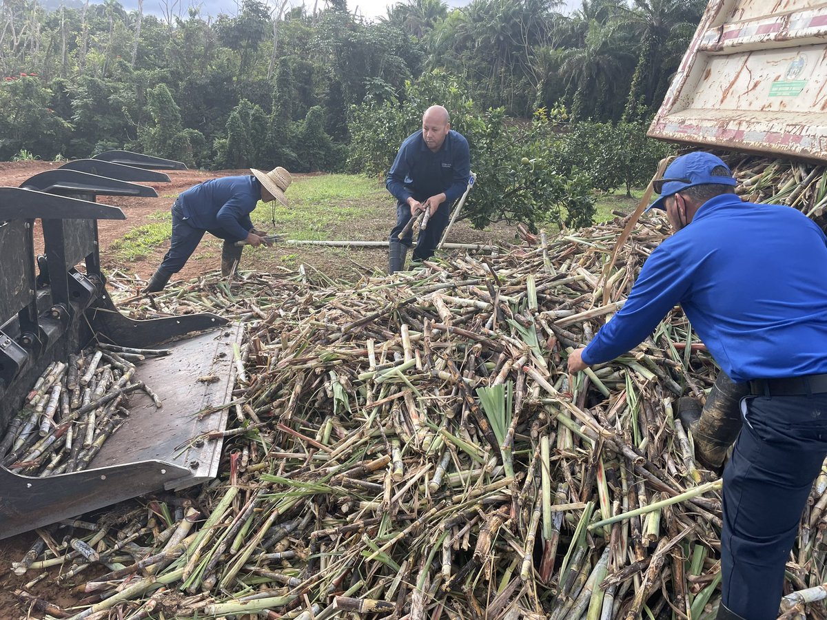Planting #sugarcane <a href="/ECorozal/">EEA_Corozal</a>
