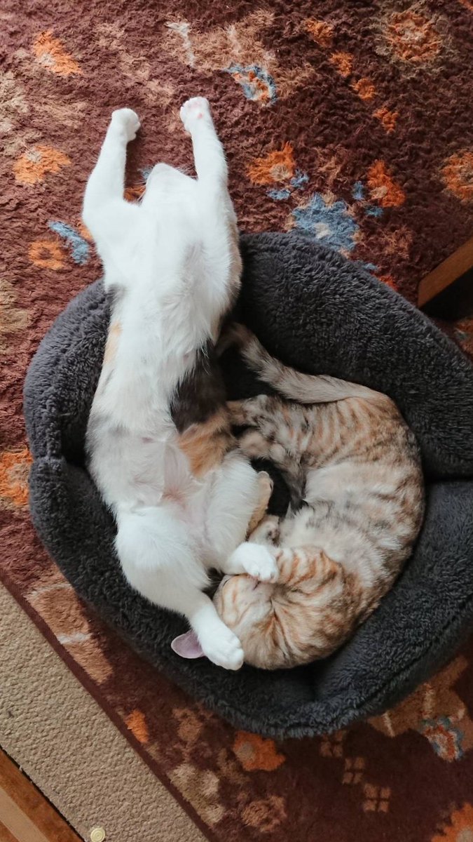 まーとび 2匹の猫の日常 Tynorl1lvkdyxyp Twitter まーとび 2匹の猫の日常 Tynorl1lvkdyxyp Twitter