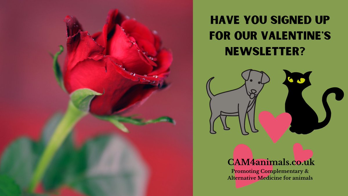 🌹🌹😻🥰💞  Do you love your #animals?

Do you receive our newsletter? 

Sign up now to get the weekend's #Valentine edition! 

cam4animals.co.uk/newsletter/

#valentinesday2021 #love #pets #dogs #dogsoftwitter  #cats #CatsOfTwitter #Horses #roses #herbs #essentialoils #poetrylovers