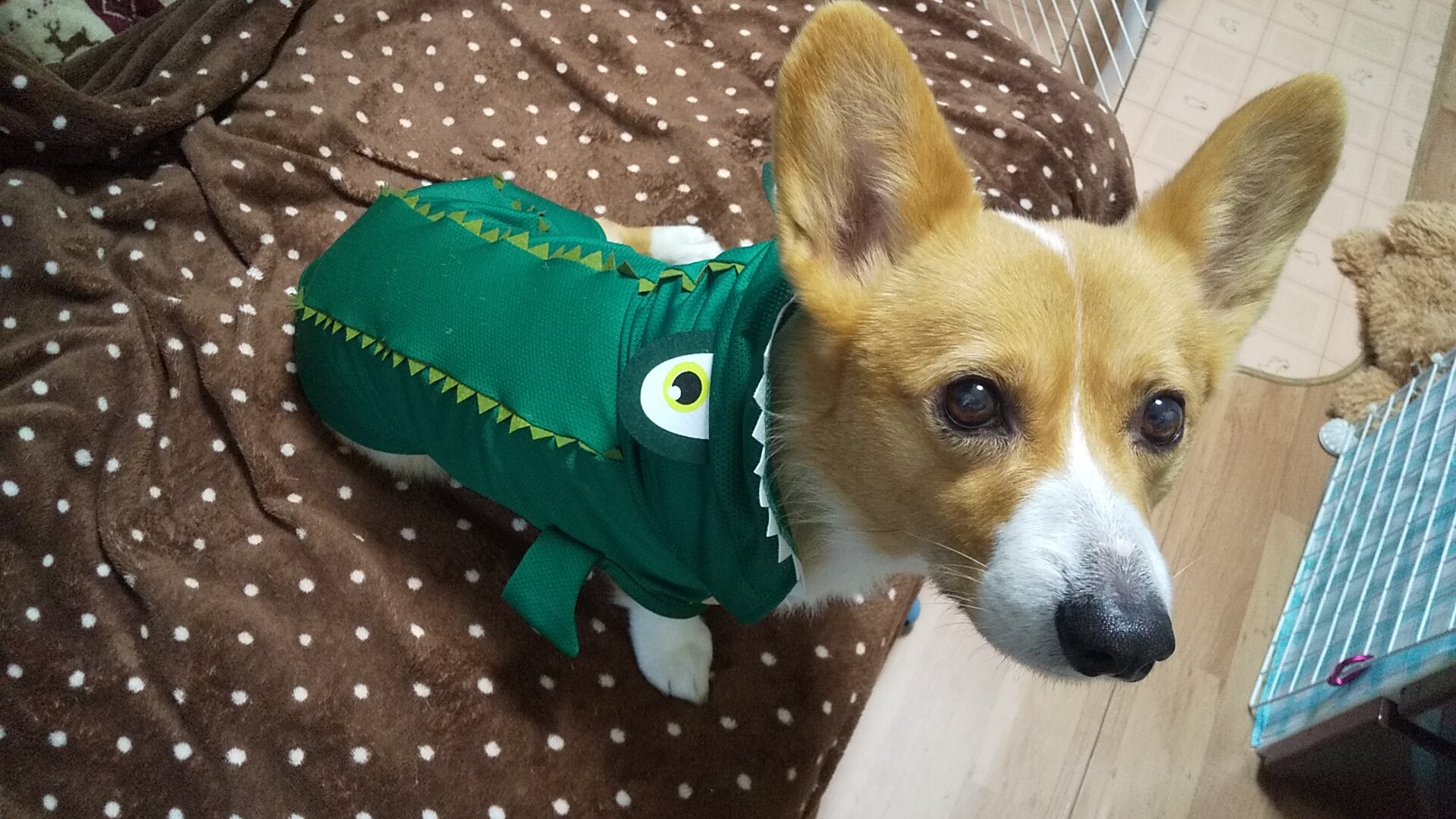 Twitter 上的 空 ワニ空 別角度で やっぱりかわいすぎる件 他にもてんとう虫 ハチなど種類あったけど私が行ったダイソーはサイズによって売り切れてるのありました Xl買ったけどちよっと大きかったかなと またダイソー行って見てみようかなと思ってます 犬 Twitter 上的 空 ワニ空 別角度で やっぱりかわいすぎる件 他にもてんとう虫 ハチなど種類あったけど私が行ったダイソーはサイズによって売り切れてるのありました Xl買ったけどちよっと大きかったかなと またダイソー行って見てみようかなと思ってます 犬