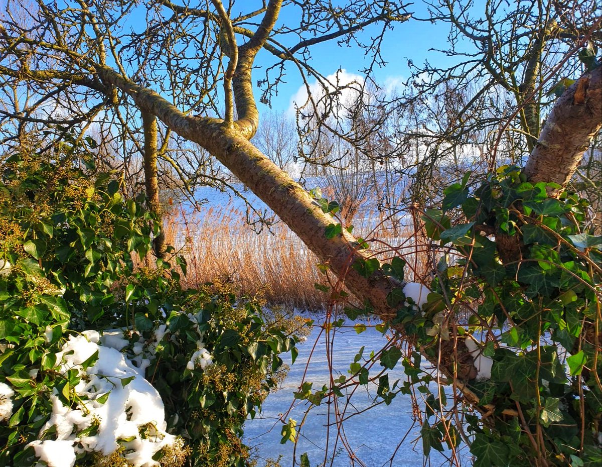 MTinklers's tweet photo. #photography #zoomnl in my backyard waiting for the #kingfisher https://t.co/Jh9CILvAi0