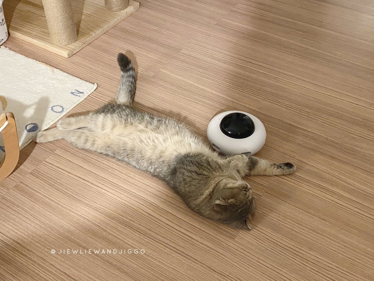 jiewliewnjiggo's tweet photo. มันจะต้องมีตัวนึงแหละ ชอบไม่เหมือนชาวบ้านนน https://t.co/inGcK3vcy3