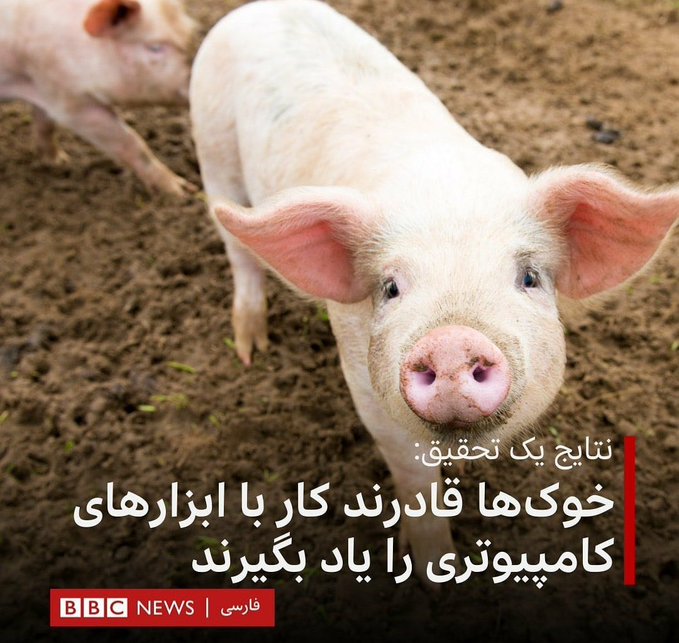 بزودی شاهد استخدام خوکهای مسلط به کامپیوتر، با روابط عمومی بالا و مجرد خواهیم بود