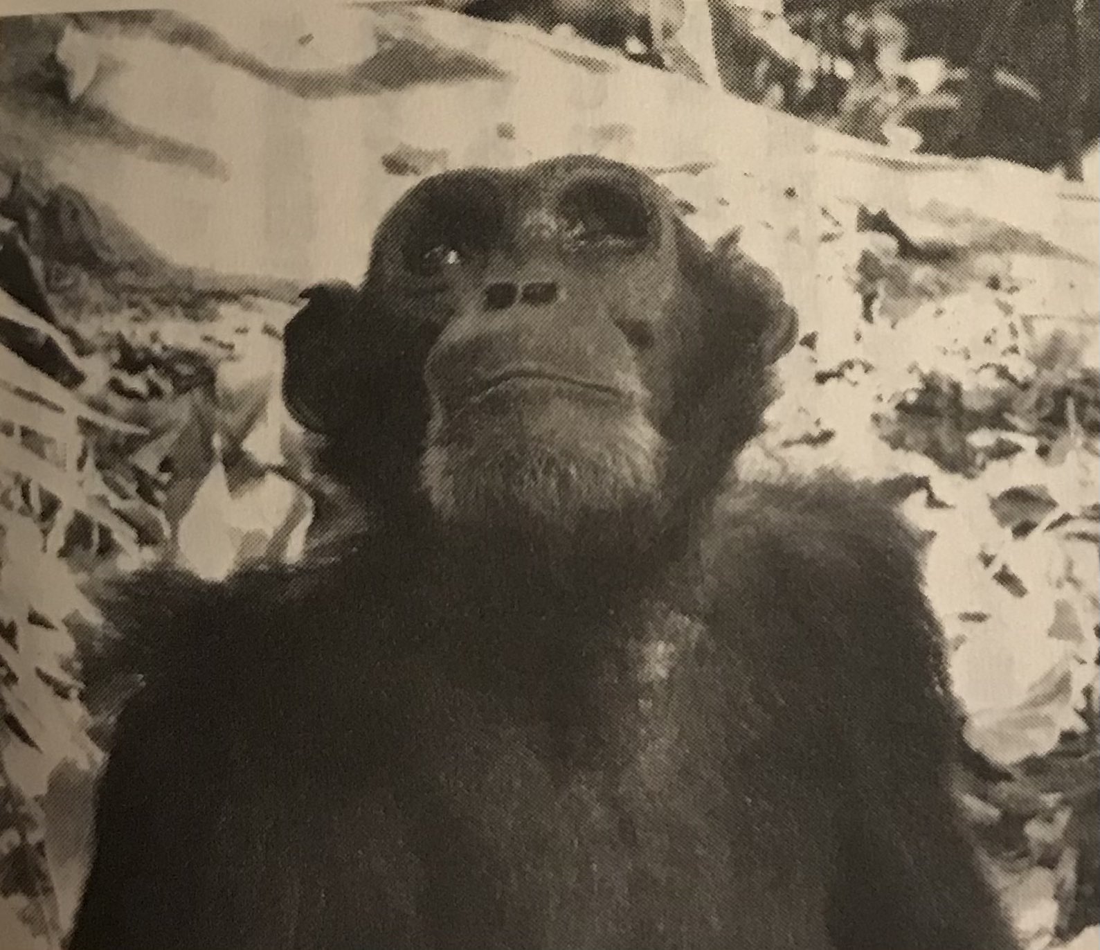 Bee サル学 の系譜 という本を読んでいる お猿が海水で芋を洗うカルチュア 文化 が根付くとか猿の顔を 顔 って呼ぶとか 今のjmcの研究や組織内の文化に近しくて面白い ヒヒ個体識別の心眼開かないから逃避中 写真は本の中のファトゥマ