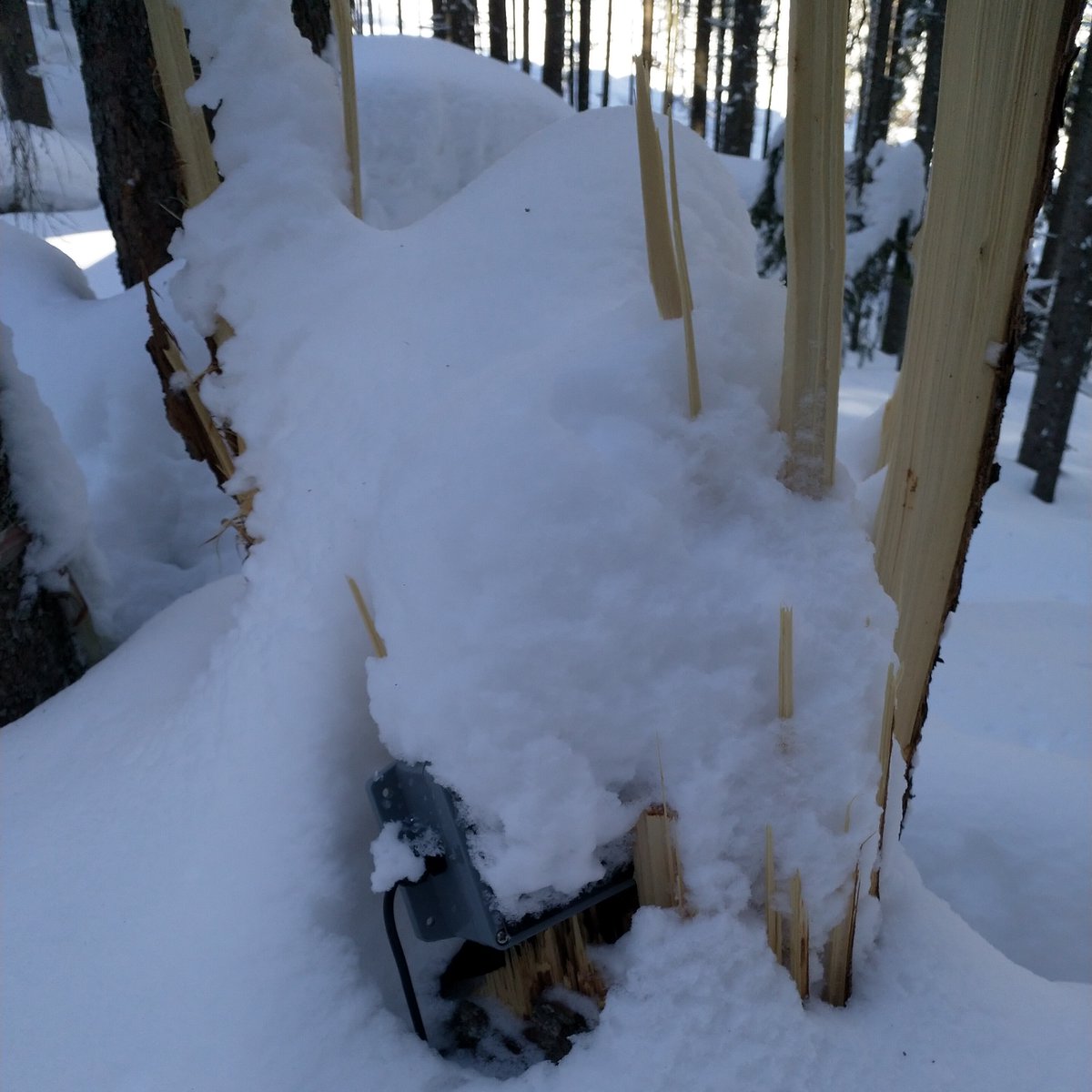etomelleriunib1's tweet image. Snow damage at one of our test sites #Latemar #Dolomites #ITTNet #Vaia