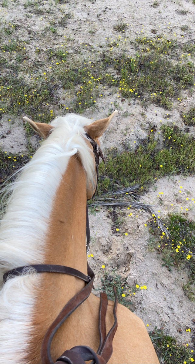 NadrahBoland's tweet photo. Going on a hack with my headphones on is my kind of therapy 😍🐴❤️ https://t.co/3e17h1HOnB
