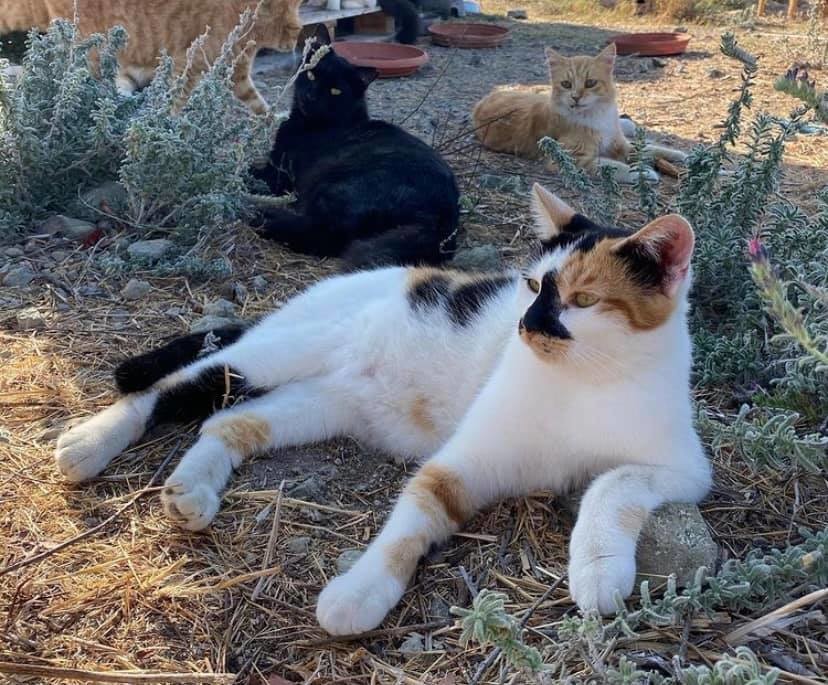 PenelopeCress's tweet photo. Many amazing charities that work with feral cats, but this group in Cyprus needs extra support following a night of violent attacks on the colony. Sadly, many cats were injured and killed. If you want to help, there more information on this FB page https://t.co/BA9rgcetUd https://t.co/IdZfvlvlJo
