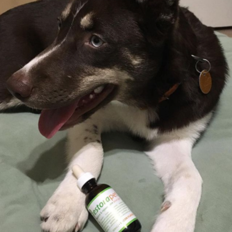 RestoraPet tweet media