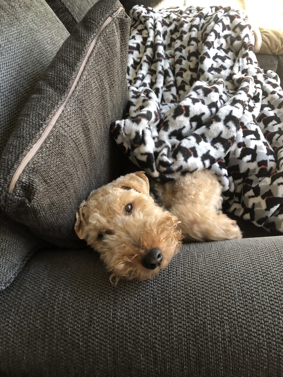 JanieWhaley's tweet photo. @daigneault1212 Much love from Dickens. https://t.co/HvNQ9OBv65