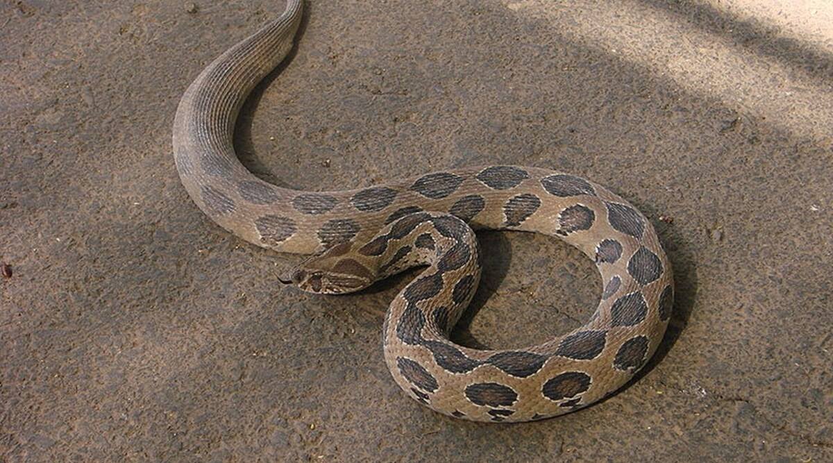 Shankar_Digital's tweet photo. ❤️❤️Bengaluru #SiliconValley Musician bit by Russel’s Viper after his performance at pub https://t.co/VJVK1LfD6J