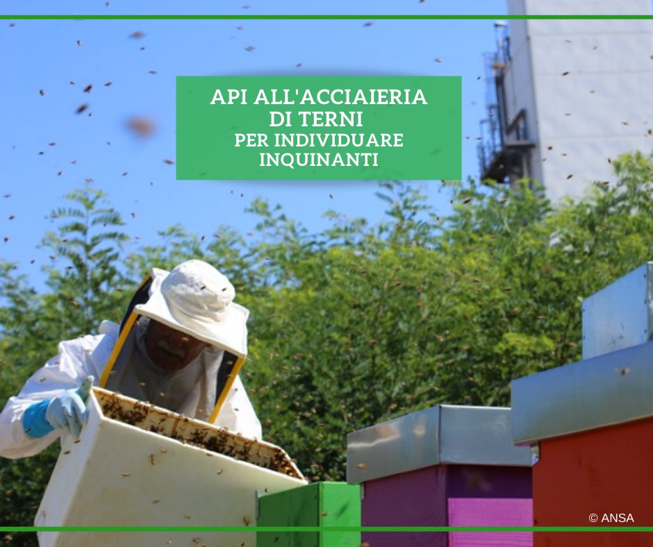 Alla <a href="/AcciaiTerni/">Ast</a>, storica azienda siderurgica italiana, sono stati installati 20 alveari per monitorare l'#inquinamento: analizzando il #miele prodotto, sarà infatti possibile scoprire le concentrazioni di metalli pesanti.
#ANSAAmbiente
➡ bit.ly/3abbrQS