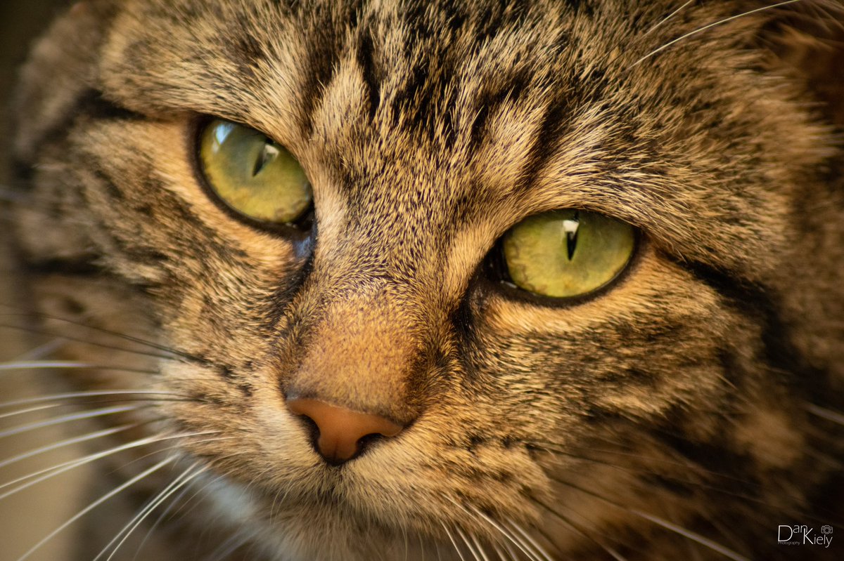 DanKielyPhoto's tweet photo. Pretending To Be Nice, Bray, January 2021.

#Cat #catsofinstagram #Tobi #FurryFriend #LoveCats #Tabby #TabbyCat #HalfWild #NewLens #Bray #BackGardenPhotography #Wicklow #VisitWicklow #WicklowOutdoors #Ireland #irishphotography #TheFullIrish_ #NikonD3500 #LensAreLive #ThePhotoHour https://t.co/mhQB0uRcUB