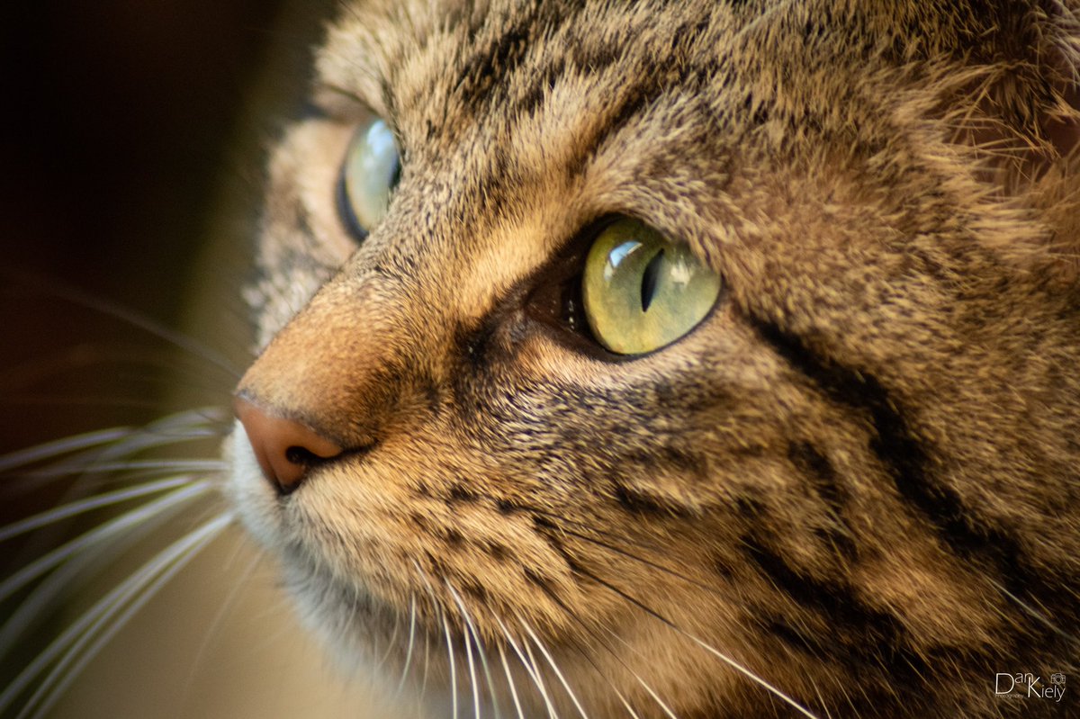 DanKielyPhoto's tweet photo. Pretending To Be Nice, Bray, January 2021.

#Cat #catsofinstagram #Tobi #FurryFriend #LoveCats #Tabby #TabbyCat #HalfWild #NewLens #Bray #BackGardenPhotography #Wicklow #VisitWicklow #WicklowOutdoors #Ireland #irishphotography #TheFullIrish_ #NikonD3500 #LensAreLive #ThePhotoHour https://t.co/mhQB0uRcUB