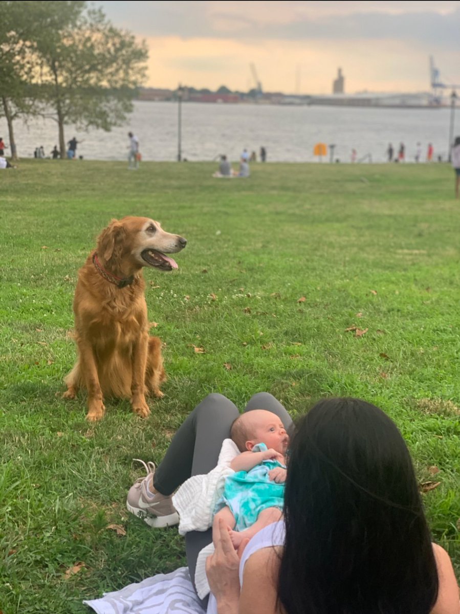 traitify's tweet photo. Say hi to handsome Hudson
At 12, this Golden Retriever golden boy attributes his years to swimming laps and "fetch" sprints with Ryan Ahmed. But he no longer does it for himself. His low emotional stability fits perfectly for protecting his new ward
#traitify #petswithpersonality https://t.co/FleXcAU1NO