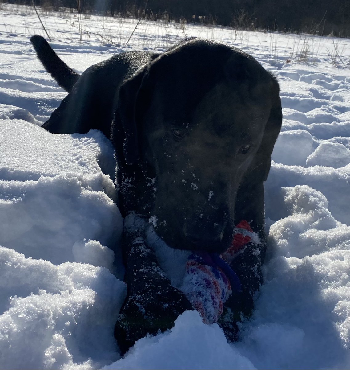 Wishing Haber <a href="/BrownDeerWIPD/">Brown Deer PD</a> a Happy 3rd Birthday today🥳🥳 Best partner I could ask for!!