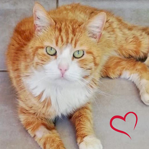 FBB / La vie de nos 3 refuges et des animaux 🏡 tweet media