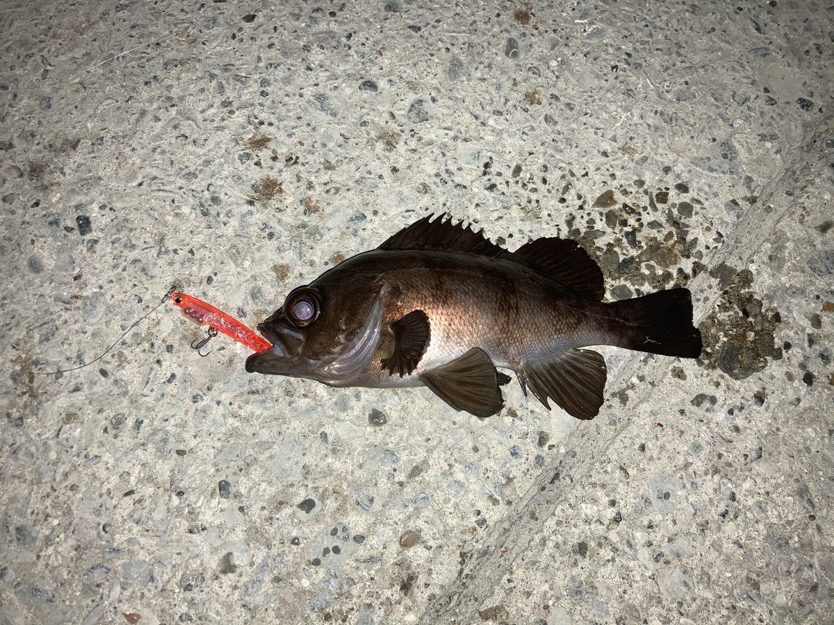 さかなメンタル メバルプラッキング成立 またもや三浦方面に寄ってきましたw アジは全くおらず で渋いなかでしたけど プラグが結果を出してくれました しらすjスゴいかも デッドスローのただ巻きです ダイワ しらすj 釣り 三浦半島