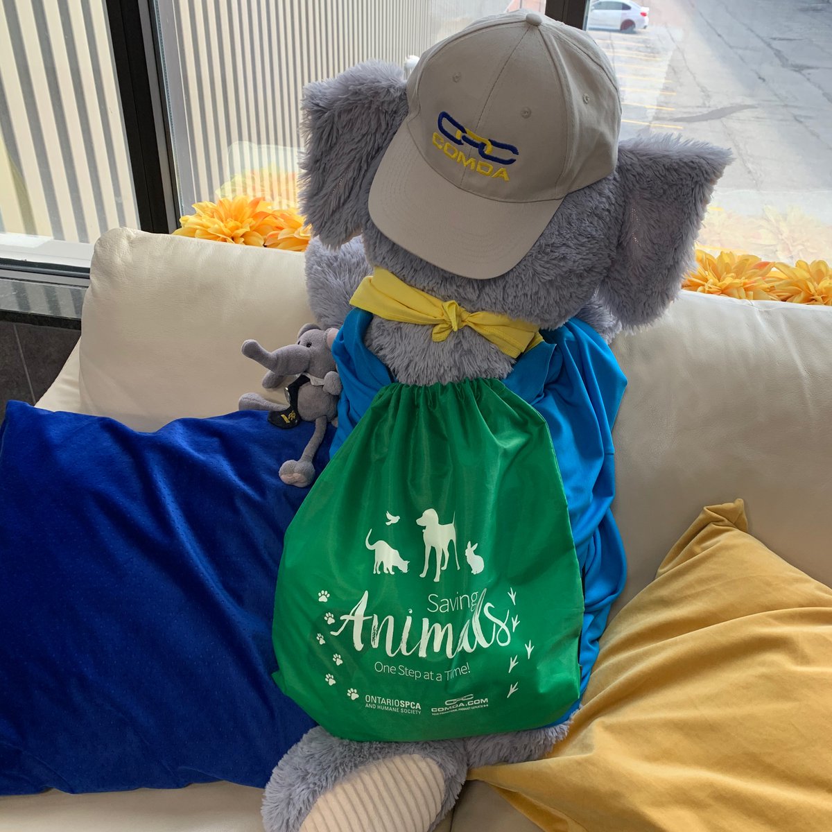 ComdaPromo's tweet photo. Does your place of business have official mascots? The #Murray brothers are up for anything around our office! From checking on merch to answering phones, they do it all! 🐘🤓💛💙
.
. 
#back2business #b2b #backtowork #promoproducts #promo #promopeeps #customforyou #TheRightStuff https://t.co/cVuaM6qydl