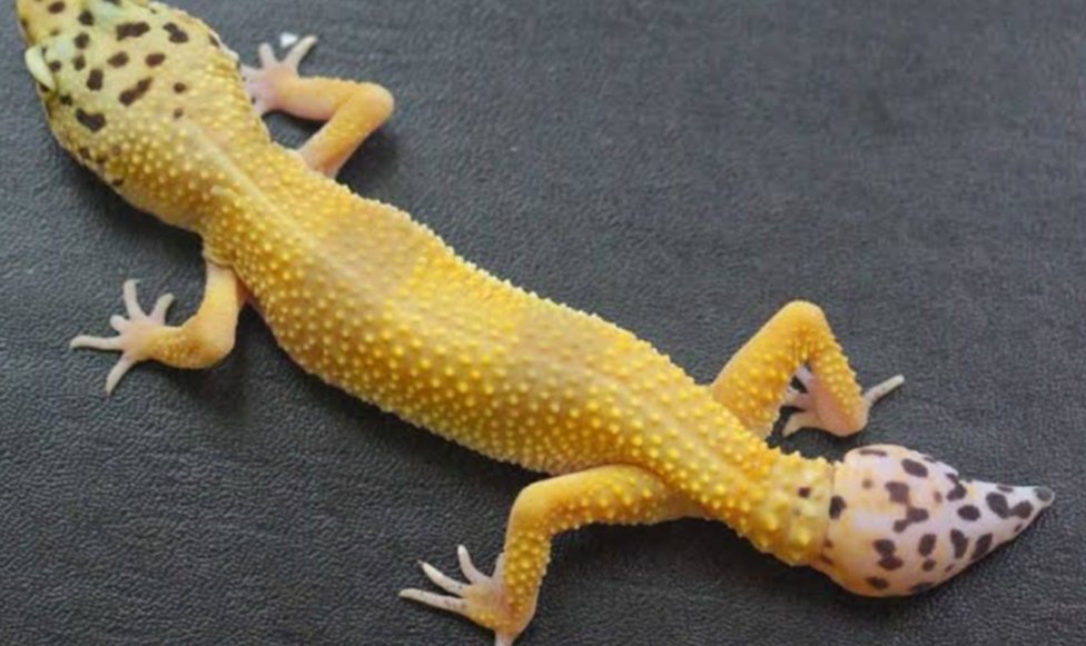 Цепкохвостый геккон. Gecko terminal. Лапы геккона. Гониурозавр. Тукке геккон.