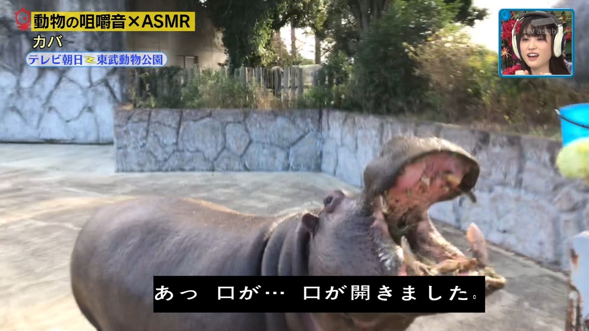 Asmrで動物の咀嚼音なら究極の癒しを得ることができるのでは あつまれ どうぶつの咀嚼音 タモリ俱楽部 2ページ目 Togetter