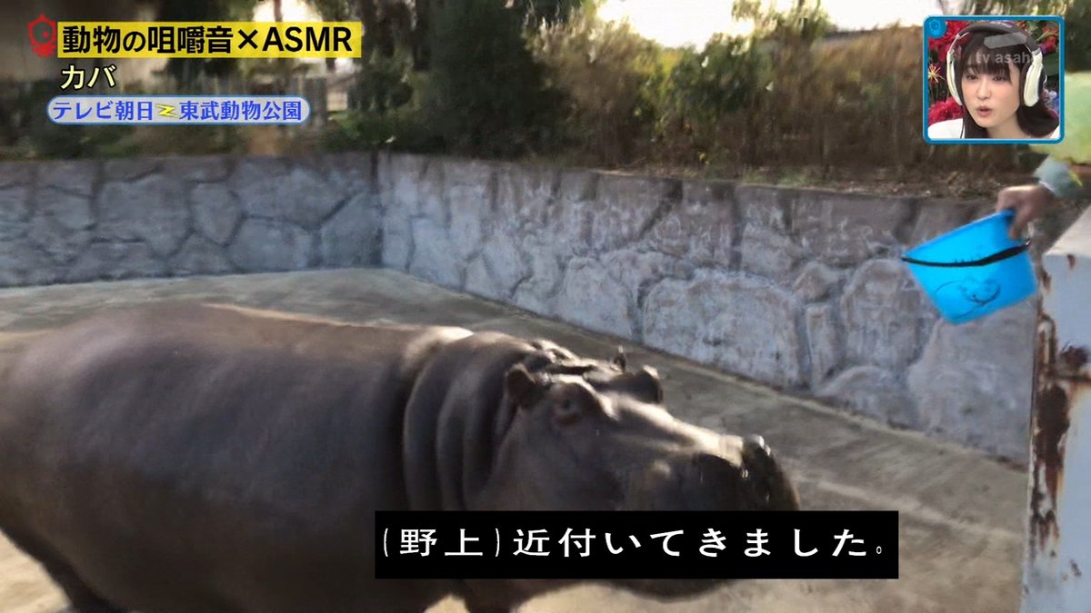 Asmrで動物の咀嚼音なら究極の癒しを得ることができるのでは あつまれ どうぶつの咀嚼音 タモリ俱楽部 2ページ目 Togetter