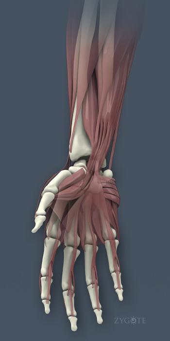 ZygoteBody's tweet photo. The Zygote Solid Skeleton model sets a new benchmark for solid human anatomy. It is perfect for orthopedic design, animation, marketing renders, or finite element analysis. 

https://t.co/MDSIAZhtbf

#3dmale #3danatomy https://t.co/iCVTREyUm5