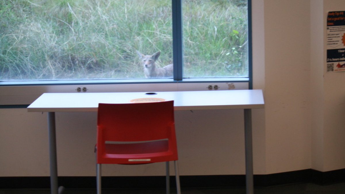 WARNING - Coyotes on campus!  

PLEASE BE AWARE: Coyotes are wild animals and can be dangerous. They have been spotted around campus and mostly travel in packs at night. For safety tips, head to our Facebook or Instagram page.
 <a href="/csuf/">Cal State Fullerton</a> <a href="/csufhousing/">CSUF Housing</a> <a href="/csufstudents/">CSUF Student Affairs</a>