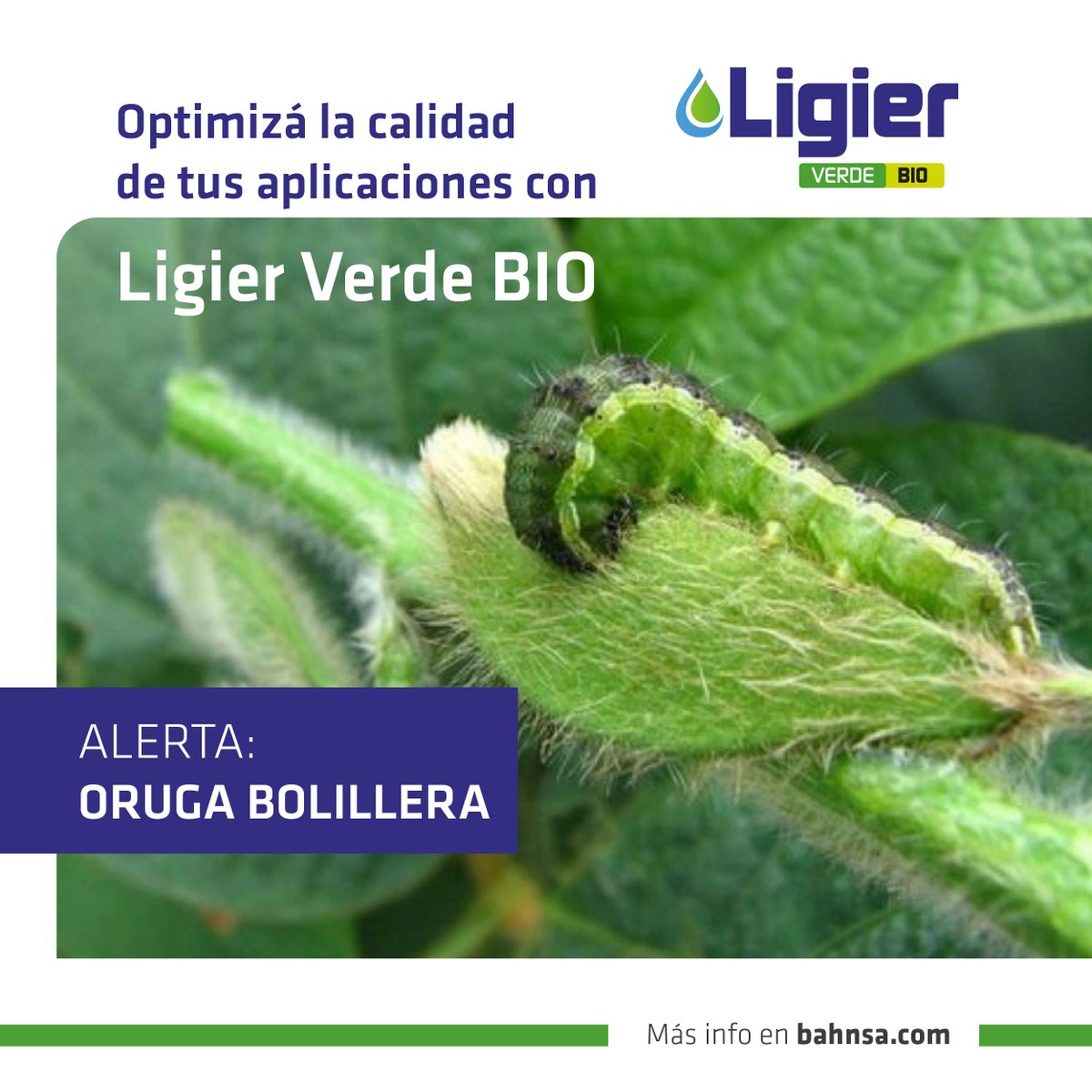 LigierAgro's tweet photo. Llegó la #bolillera🐌🌱 y va por el rendimiento de tus cultivos. Nuestro #coadyuvante #VerdeBio te ayuda a llegar a la plaga y a las estructuras donde impacta 👉 https://t.co/Chr8mI239g
#ExcelentesResultados garantizados! ✅ https://t.co/1zJNjRotwh