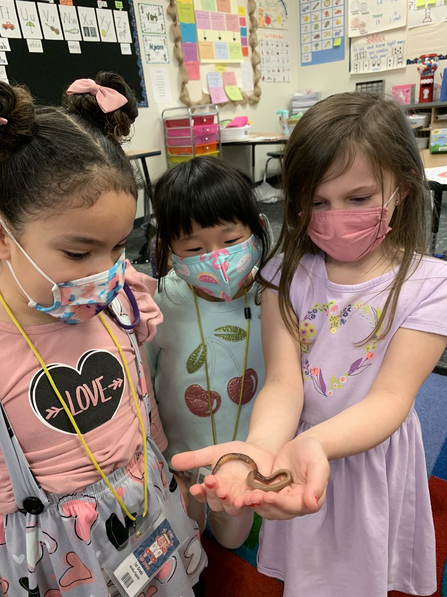NielsonBritany's tweet photo. Worms in 1st grade!!! Learning about living and non living! @FisherElem #wormsarecool https://t.co/XMXAVr3owC