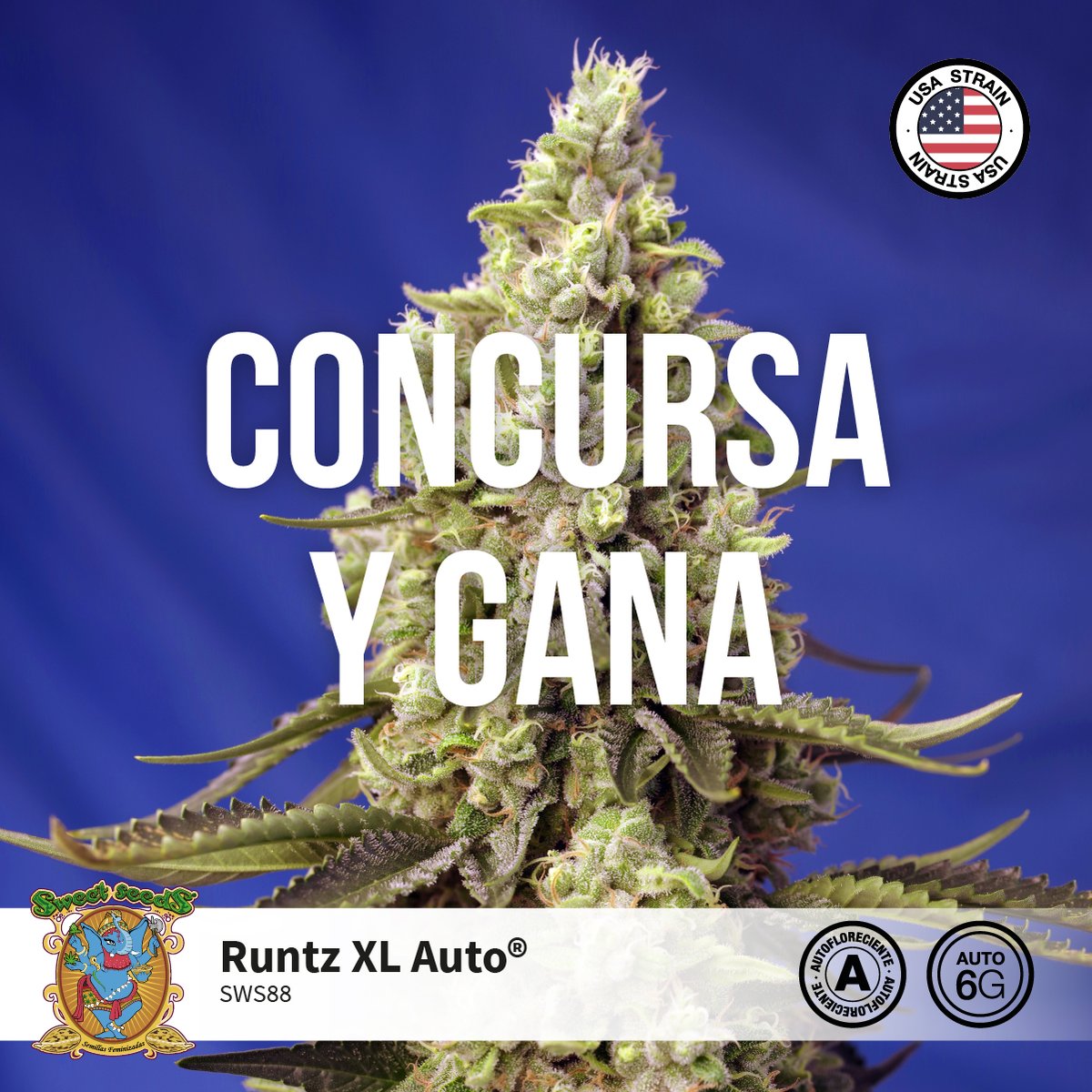 💥¡¡CONCURSO DE NUESTRA NOVEDAD 2021 ➡️𝐑𝐮𝐧𝐭𝐳 𝐗𝐋 𝐀𝐮𝐭𝐨® (𝐒𝗪𝐒𝟖𝟖)💥⁣⁣
PARTICIPA CONTESTANDO 𝐞𝐧 𝐞𝐬𝐭𝐞 𝐓𝐰𝐞𝐞𝐭 👇 responde, menciona y gana!
✍️Mira aquí como participar!: sweetseeds.es/es/concurso-20…
⁣⁣
PREMIO: 1 Pack de Semillas de 5+2 DE RUNTZ XL AUTO® (SWS88)