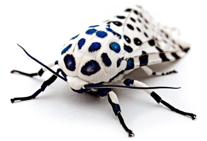 Daily Moths (@moths_daily) on Twitter photo 