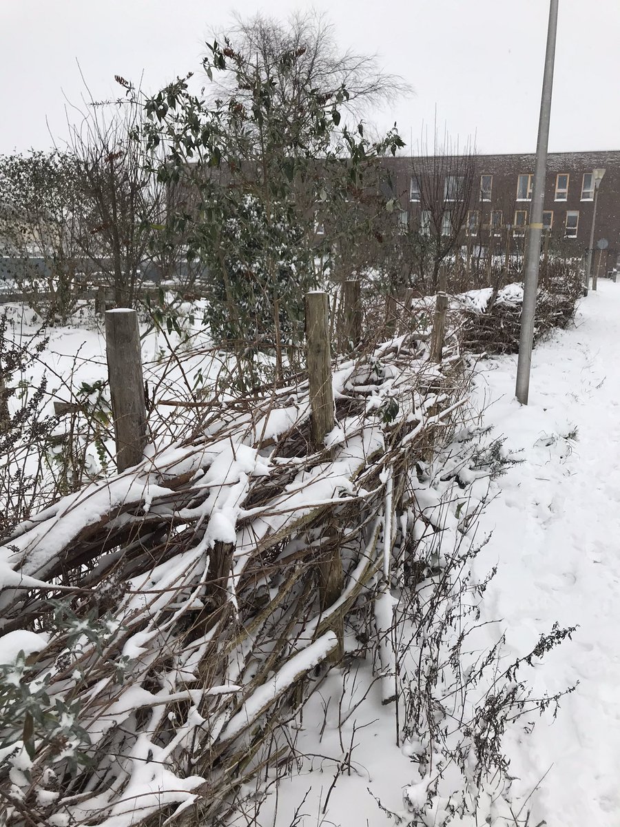 Buurttuin Delfgauw tweet media
