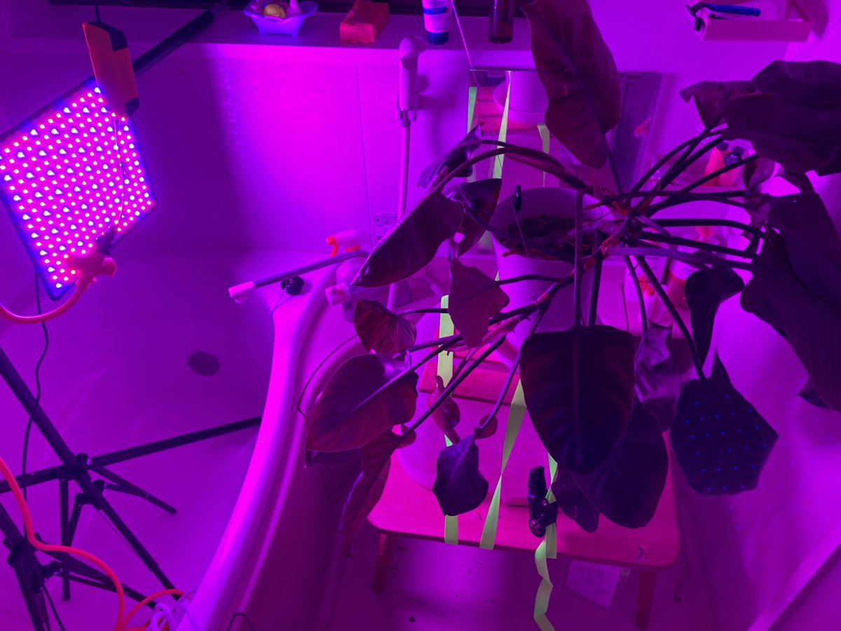 鈴木薫 プライベイトで明滅 通電の後期見る 昔風の言葉で言えばリゾームか 階層的じゃない横の繋がり そんな繋がりを超えて 慈 さんのパフォーマンスが外から侵犯してくるみたいで面白かった 声が届くことと慈しむことの意味を考えた 鈴木薫 プライベイトで明滅 通電の後期見る 昔風の言葉で言えばリゾームか 階層的じゃない横の繋がり そんな繋がりを超えて 慈 さんのパフォーマンスが外から侵犯してくるみたいで面白かった 声が届くことと慈しむことの意味を考えた