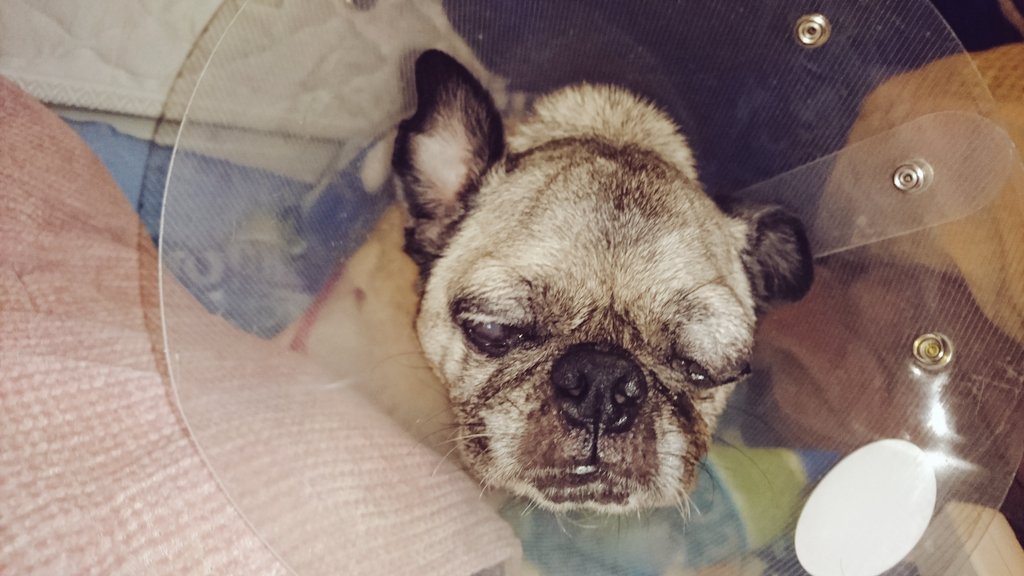 Kairikikoyu Kai Twitter