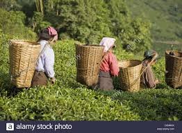 She was both a manager and a worker. She managed the workers that picked tea, kept the farm records etc.But also, my grandma died with a groove in her head, from decades of carrying a tea basket to the farm almost every day