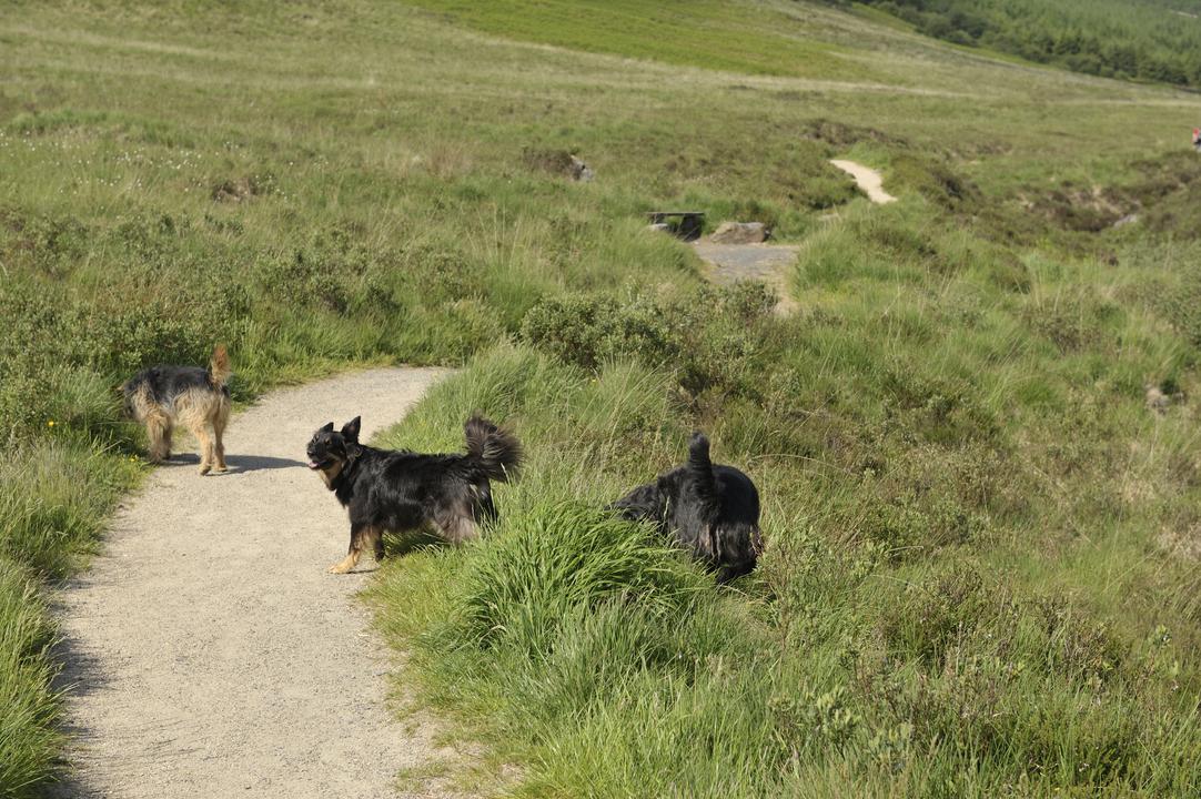 NatureScot's tweet photo. It's especially important when livestock are in the area to always keep your dog in sight &amp; under control – if in doubt use a lead. Even the friendliest wee dog can stress a pregnant ewe causing her to miscarry or even die. More- https://t.co/FUi4okGm0X #FollowTheCode #NatureScot https://t.co/ouwpdBJIzp