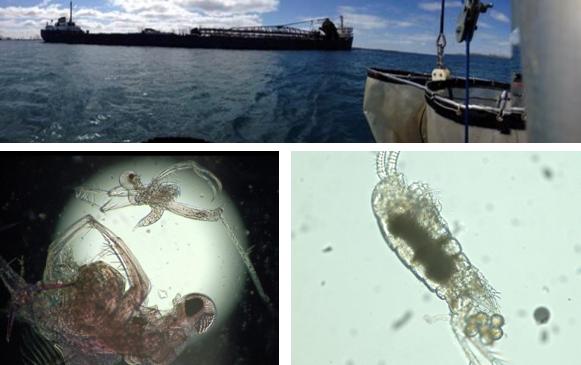 IAGLR's tweet photo. A zooplankton superhighway?!? New research indicates that the St. Clair-Detroit River System facilitates #zoop movement between upper and lower #GreatLakes #SCDRS #GreatLakesSci #SciComm Read more here: https://t.co/Z8UejnrmlF https://t.co/ZVprUfIpeY