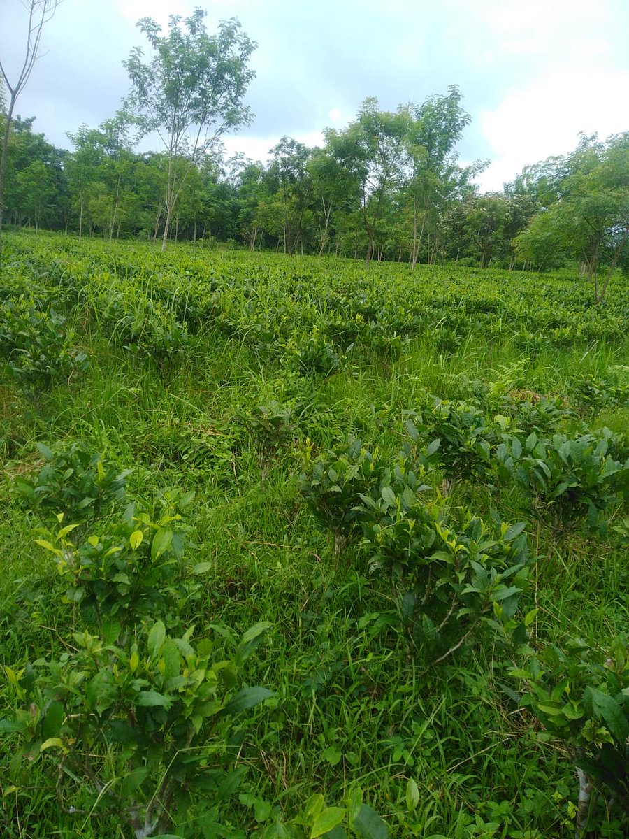 A hope to rise up. cheers!#organictea #zbnffarming